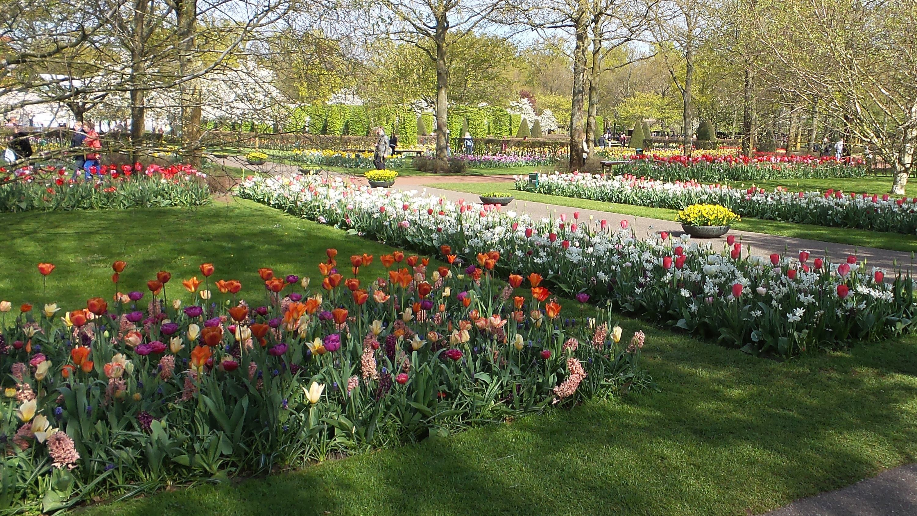 2014-04-17 Holland Tulips 15.jpg